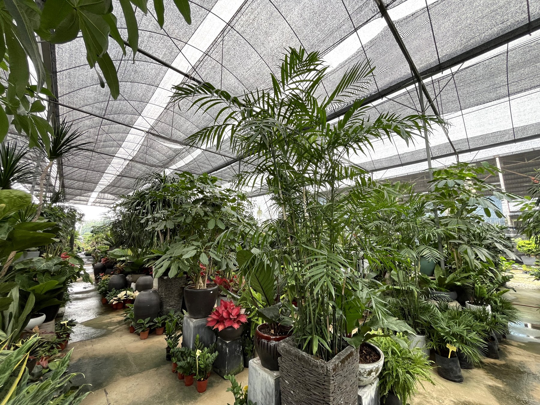 Bright plant nursery walkway and greenery surrounding the bare café rental space in Shah Alam